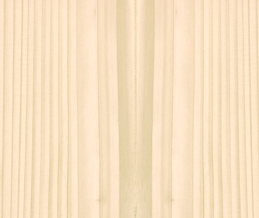 Bg elato abies greek fir