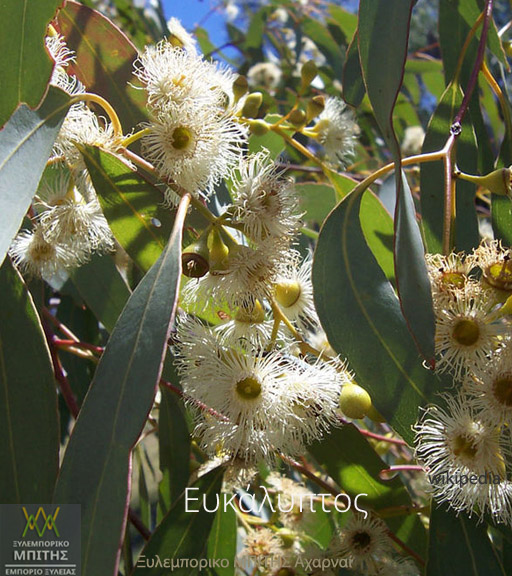 Eucalyptus